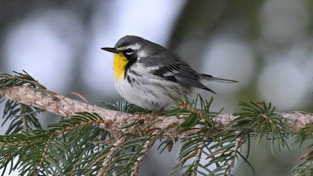Butters the bird a popular draw on Nova Scotia's Eastern Shore