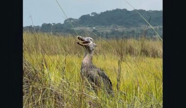 Dinosaur-like bird clatters bill ‘like machine gun’ in rare encounter