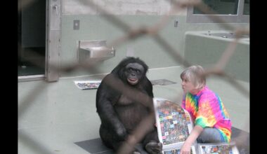 Bonobo demonstrates the cognitive ability to imagine “make believe” objects