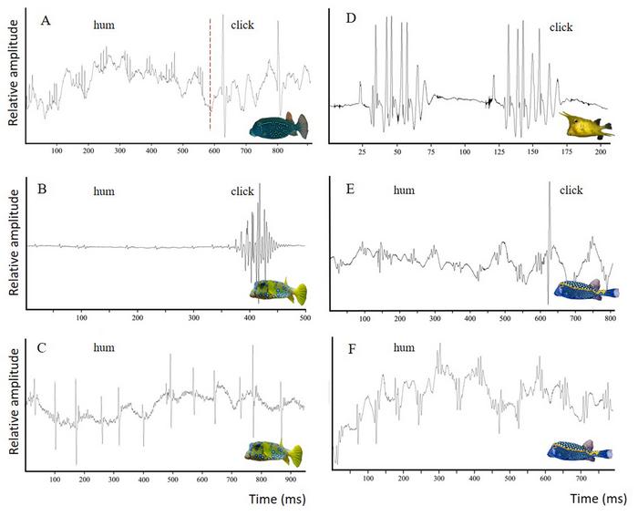 Oscillograms of two types of sounds (hum and click) produced by different Ostraciinae species