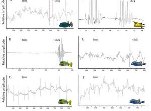 Acoustics : a neglected driver of evolution in fishes