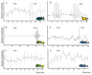 Acoustics : a neglected driver of evolution in fishes
