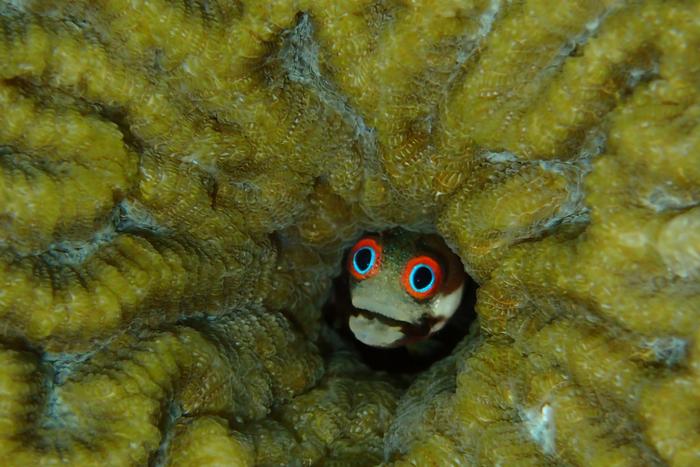 A secretary blenny (Acanthemble maria) from Panama.