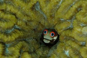 Ancient fish ear stones reveal modern Caribbean reefs have lost their dietary complexity