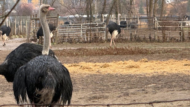 Tribunal sets aside $10K fine issued to B.C.'s Universal Ostrich for failing to quarantine birds