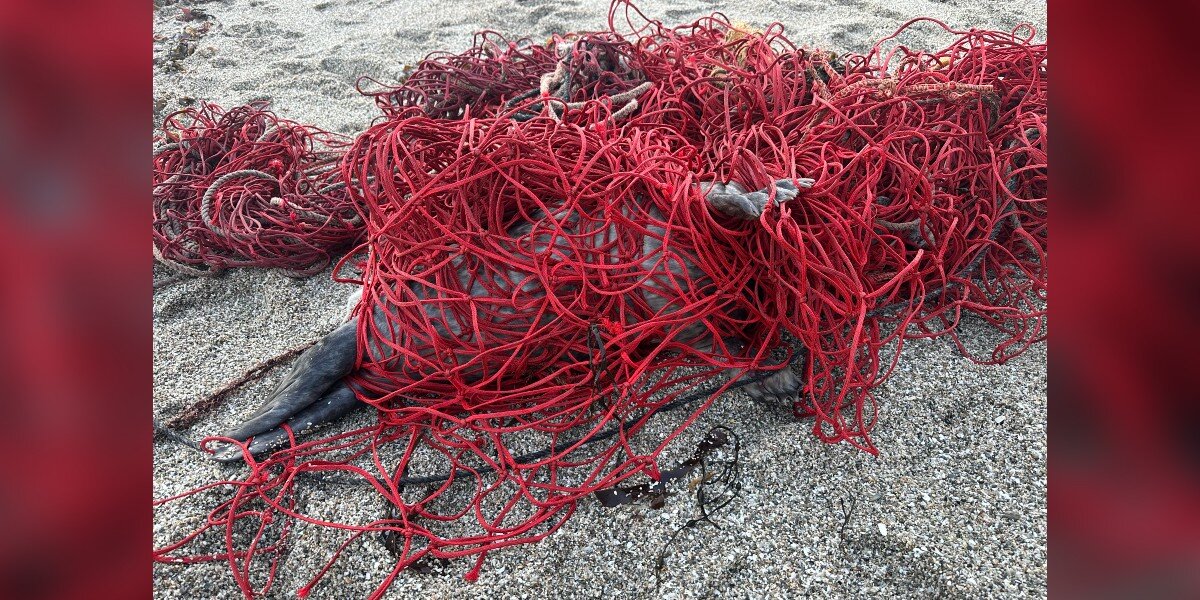 Beachgoers Spot A Pile Of Bright Red Netting — Then Realize It’s Moving
