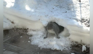 Squirrels Build A Surprisingly Impressive Snow Tunnel In Woman’s Front Yard