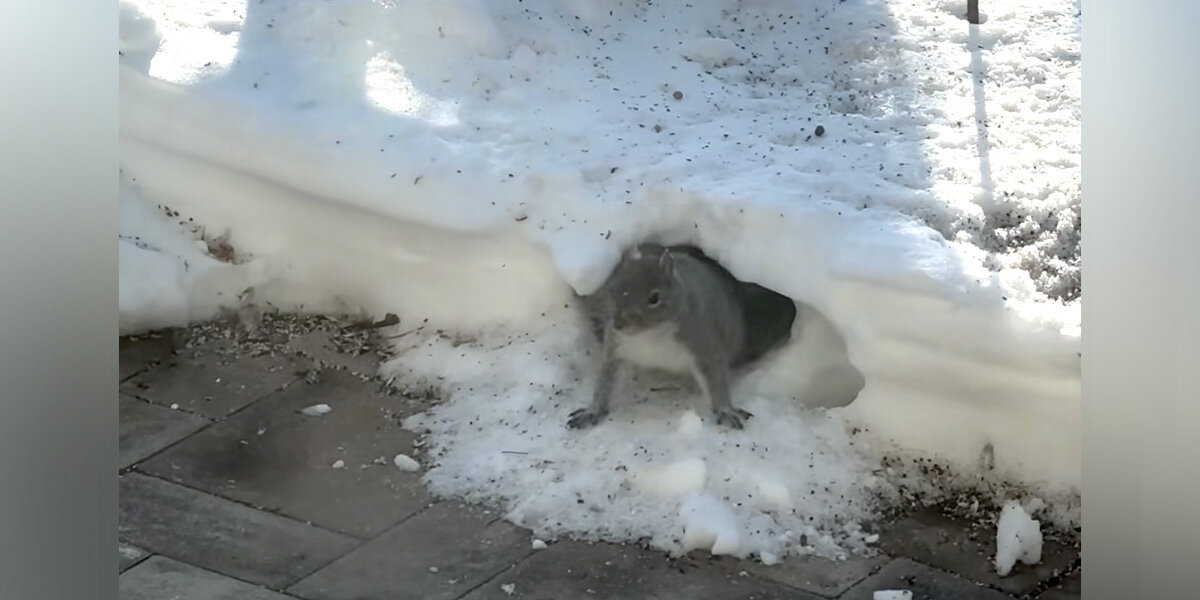 Squirrels Build A Surprisingly Impressive Snow Tunnel In Woman’s Front Yard