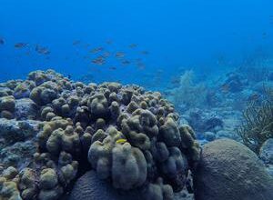 Corals in extreme coastal bays show greater resilience to climate stress