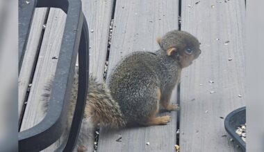 Squirrel With Head Like A 'Bike Helmet' Has No Idea He's A Little Different