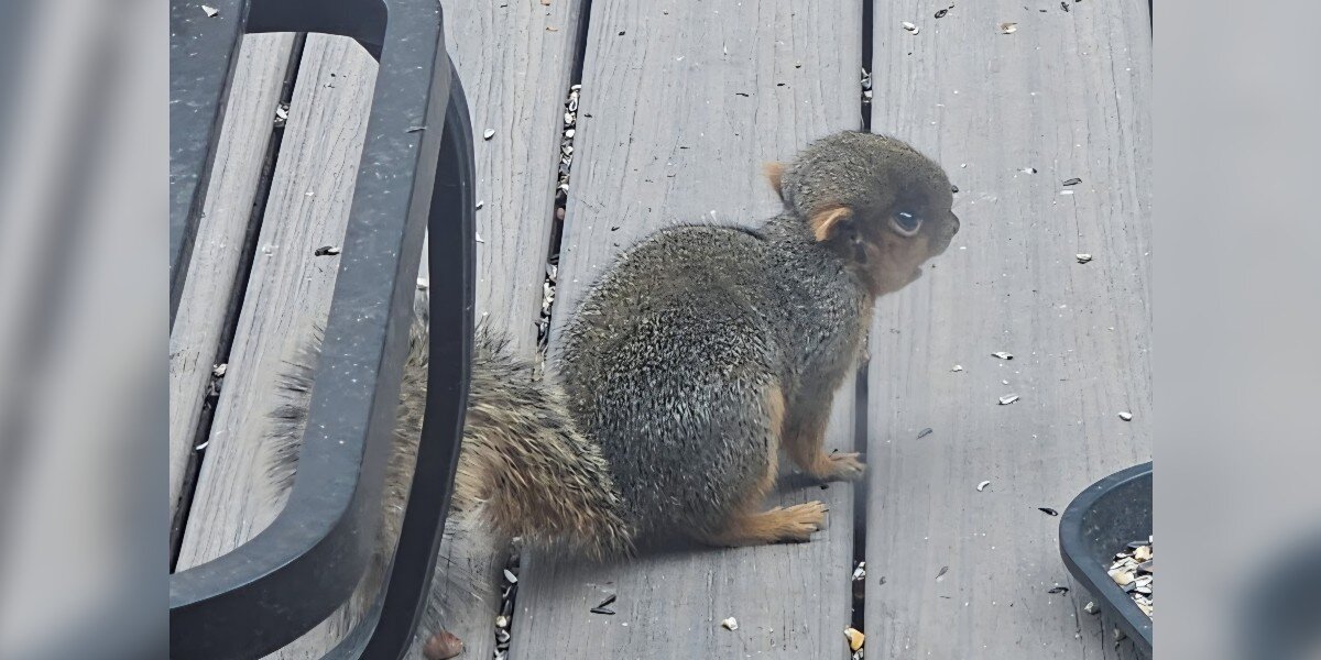 Squirrel With Head Like A 'Bike Helmet' Has No Idea He's A Little Different