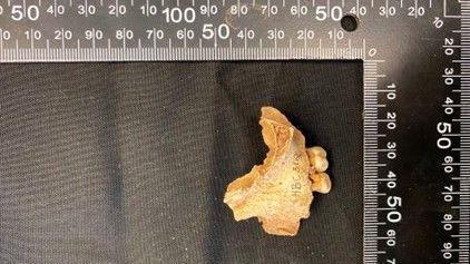 'Oldest northerner' cave remains are of young girl