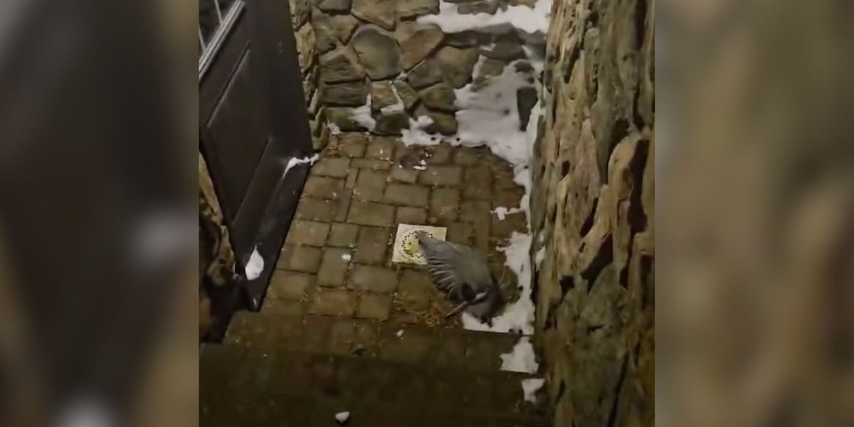 Rescuers Rush To Save Beautiful Animal 'Freezing' Outside Basement Door