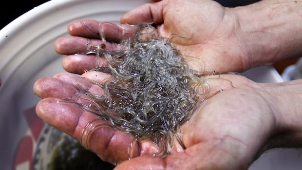 DFO raises quota for juvenile eel fishery for 2026 season