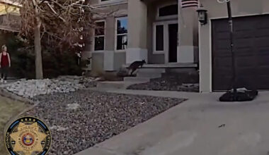 Video: Wallaby on the run makes for interesting call for Colorado sheriff's deputies