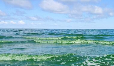 Toxic algae research goes viral on Lake Winnipeg