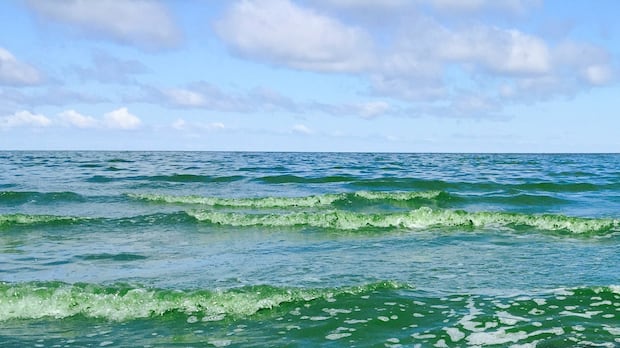 Toxic algae research goes viral on Lake Winnipeg