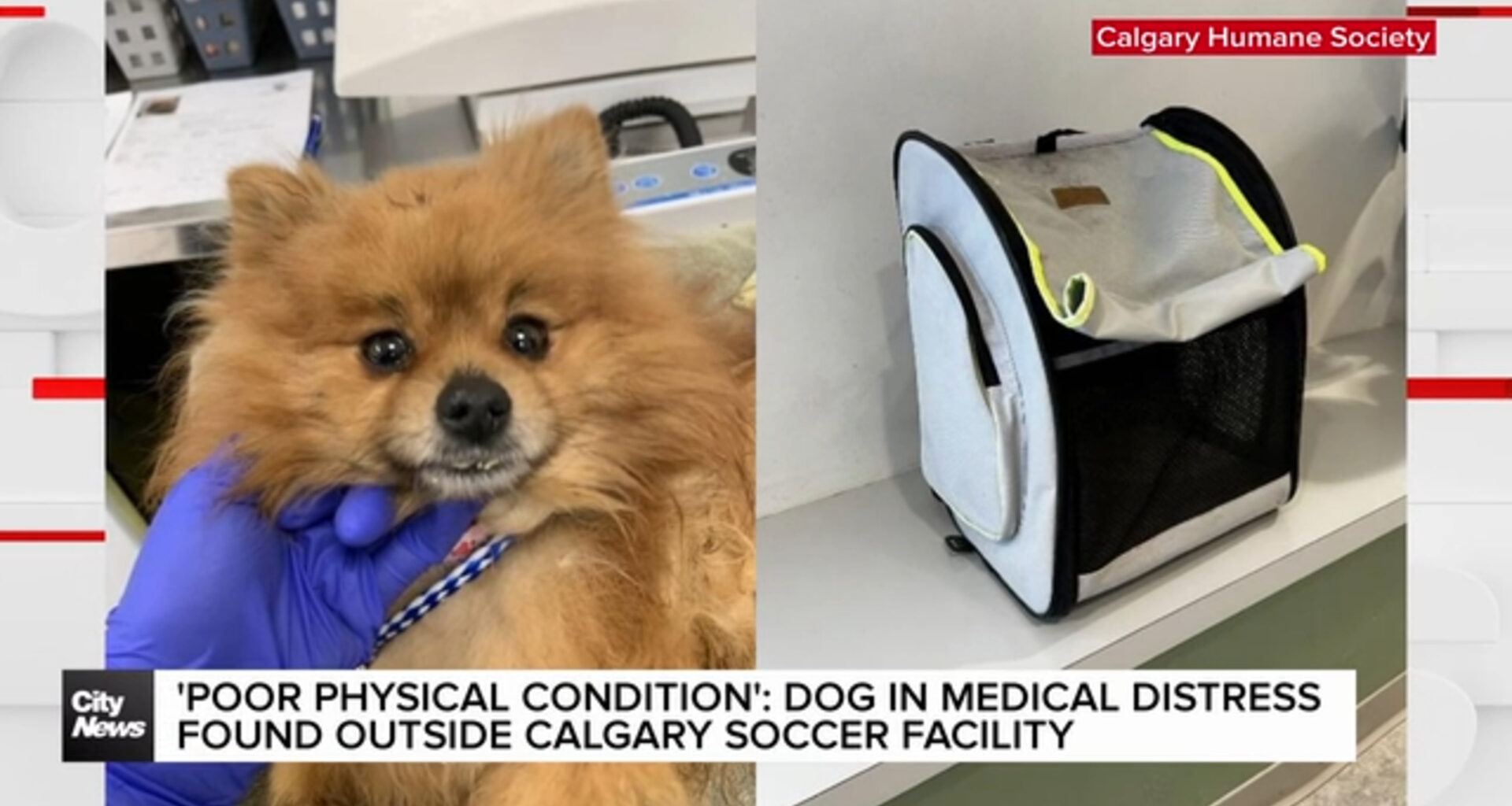 Dog in medical distress found abandoned outside Calgary Soccer Facility