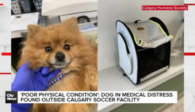 Dog in medical distress found abandoned outside Calgary Soccer Facility
