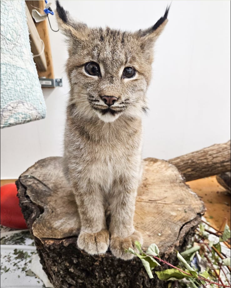 A young lynx sits on a tree stump