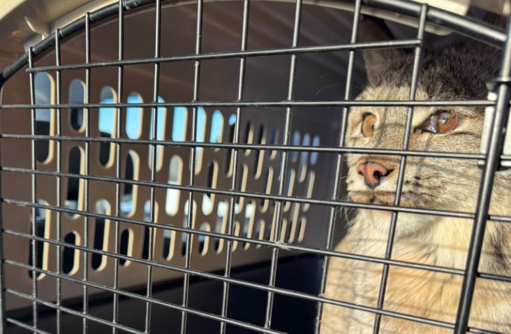 A lynx sits in a carrier
