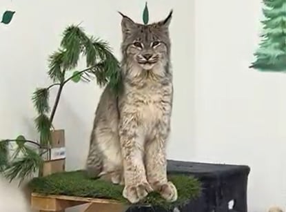 A juvenile lynx sits on a perch with grass and branches around it