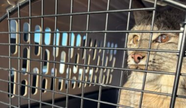 Rescued Manitoba lynx sent to Ontario for MRI after it started having seizures