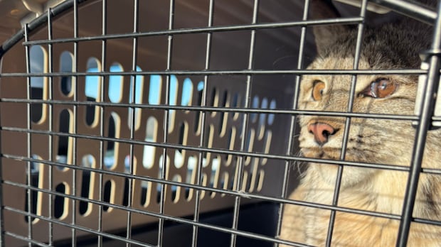 Rescued Manitoba lynx sent to Ontario for MRI after it started having seizures