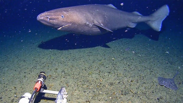 Shark caught on camera for first time in Antarctica's near-freezing deep