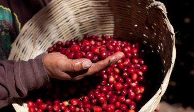 Coffee producers across the world are facing more crop-damaging heat, new climate change analysis says