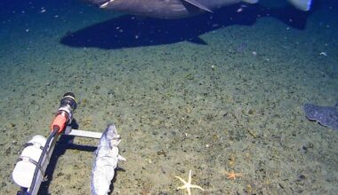 Shark attack in Antarctica caught on cam for first time