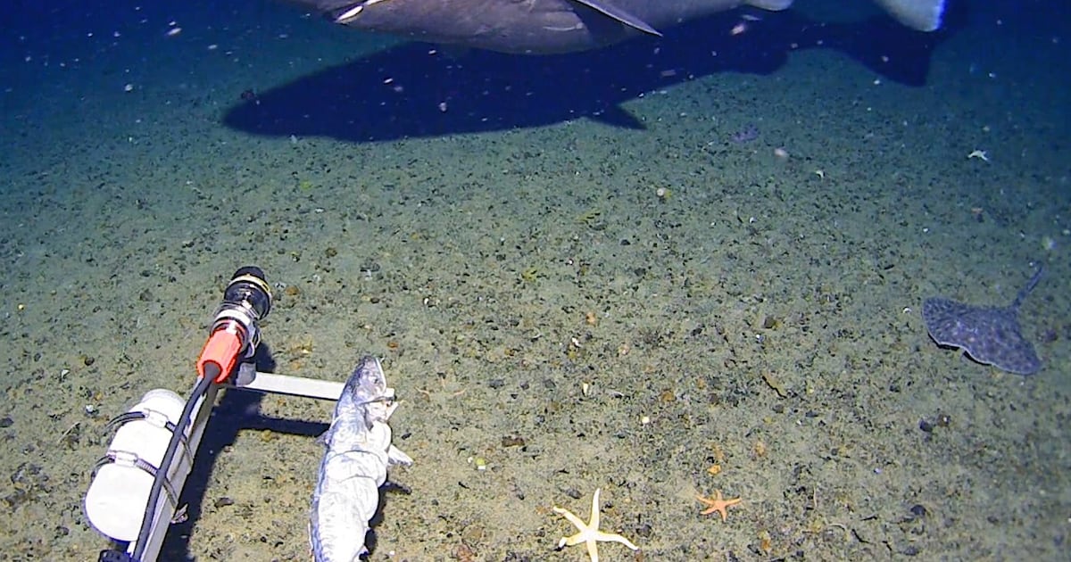 Surprise shark caught on camera for first time in Antarctica’s near-freezing deep - CTV News
