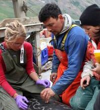 Climate change and persistent contaminants deliver one‑two punch to Arctic seals, SFU study finds