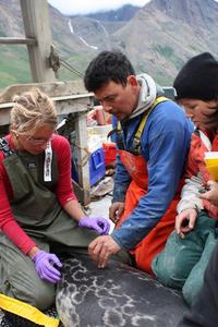 Climate change and persistent contaminants deliver one‑two punch to Arctic seals, SFU study finds