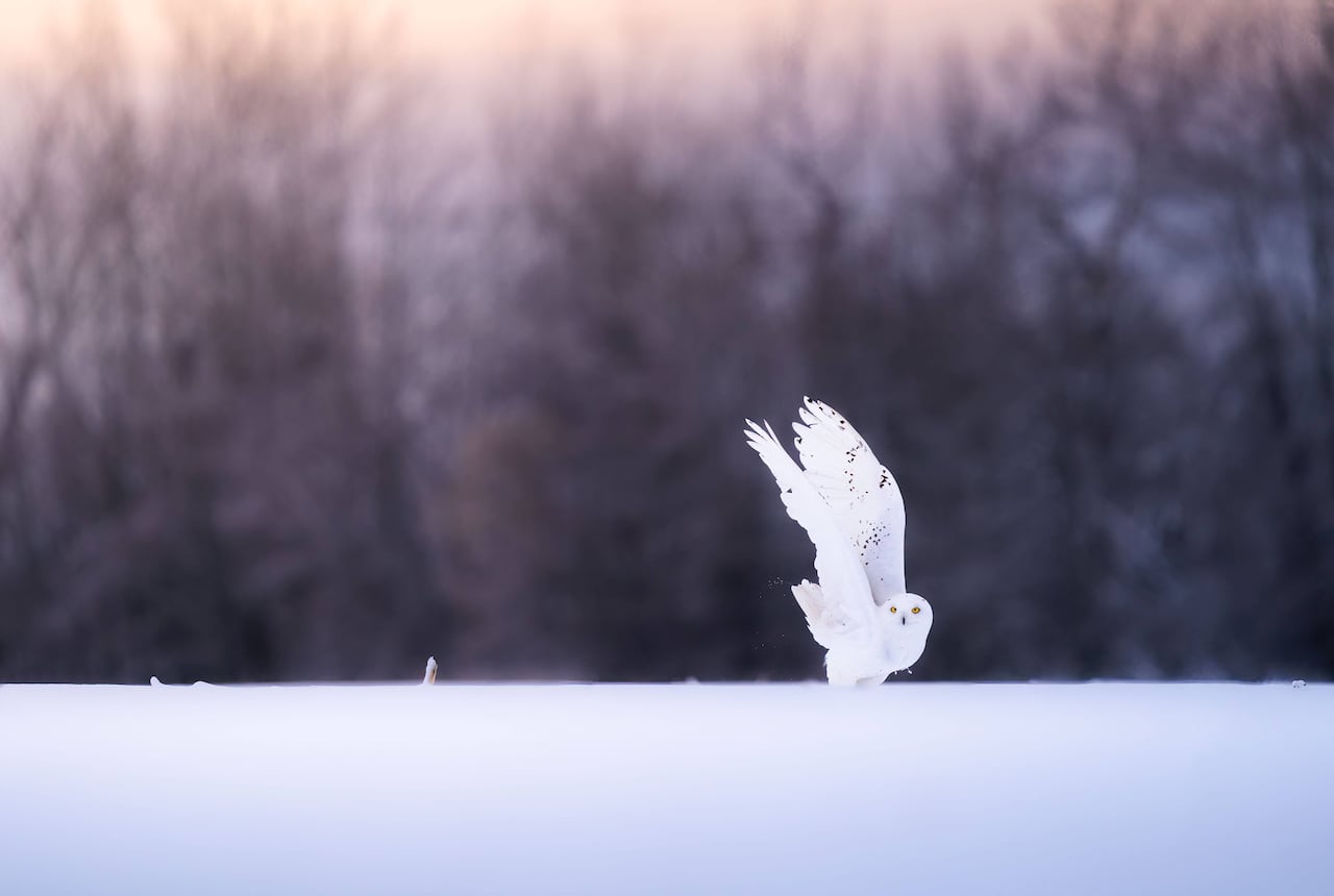 A large white bird with wings spread against snow.