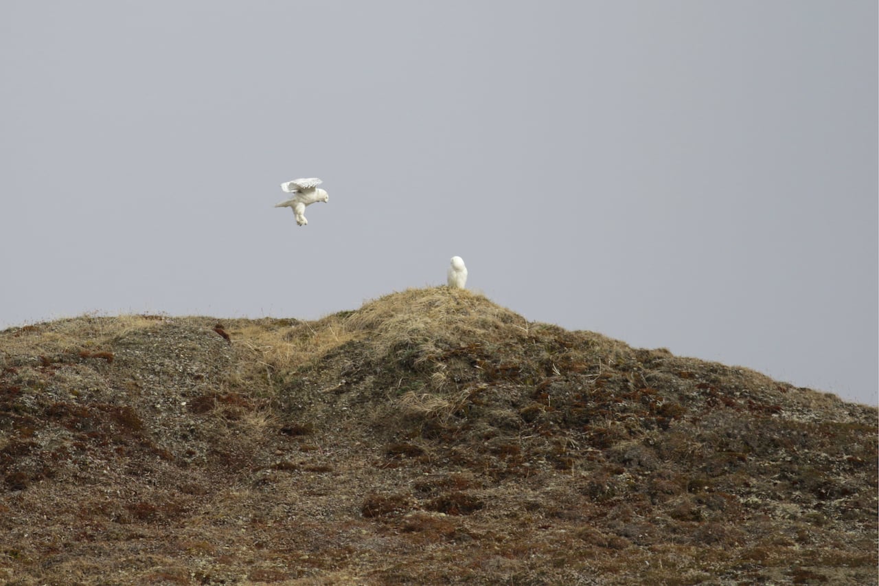 One snowy owl in flight and another sitting atop a hillock