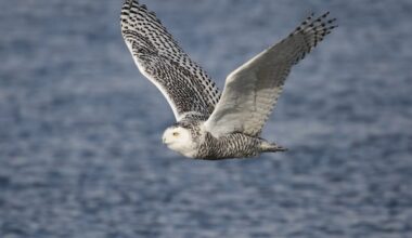 Why an Arctic icon, the snowy owl, must wait so long for legal protection