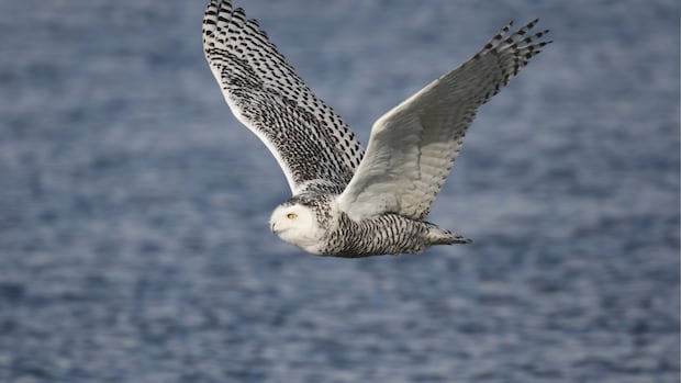 Why an Arctic icon, the snowy owl, must wait so long for legal protection