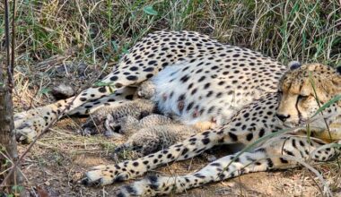 Three cheetah cubs born at Kuno Park in Madhya Pradesh