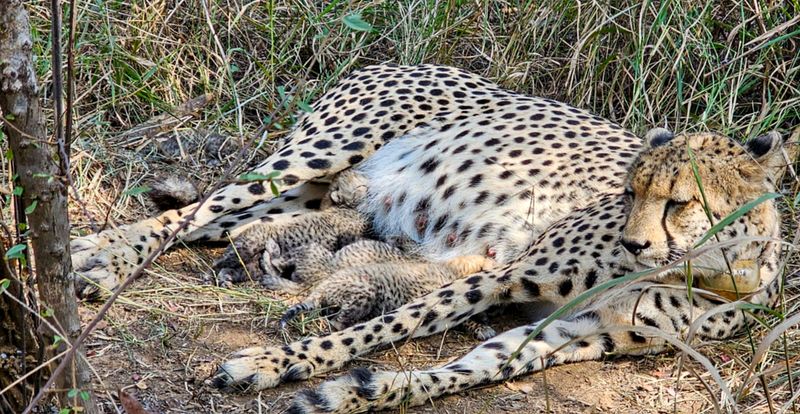 Three cheetah cubs born at Kuno Park in Madhya Pradesh