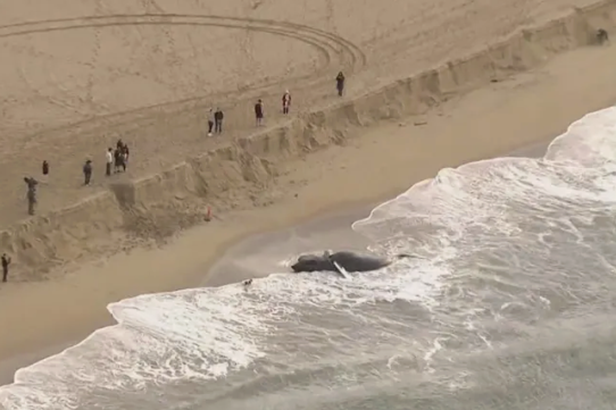 Dead, 11-ton humpback whale washes up on California…