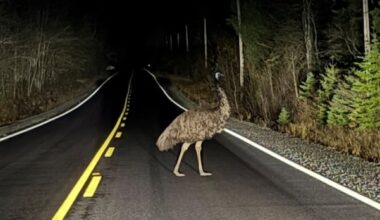 RCMP tasked with tracking wayward emu in Lunenburg County