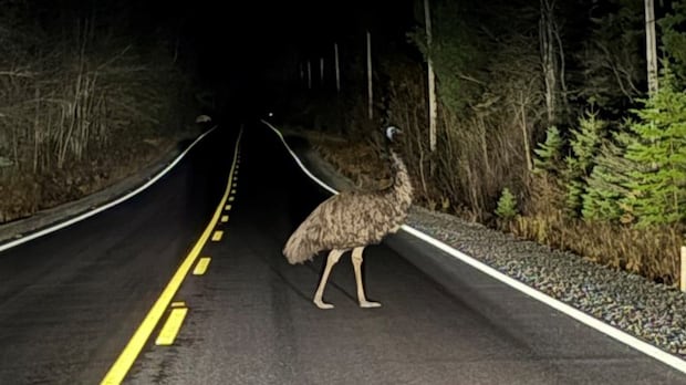 RCMP tasked with tracking wayward emu in Lunenburg County