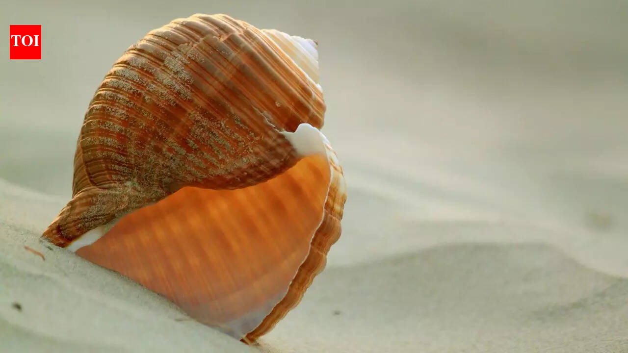 World’s biggest sea snail: The Australian trumpet is nearly the size of a human leg and hunts hidden prey |