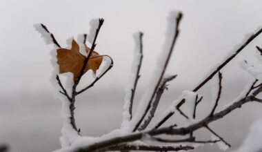 Snowy, icy forecast cancels many eastern Ontario school buses