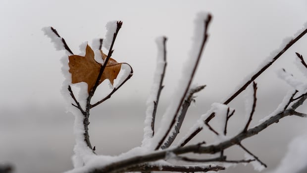 Snowy, icy forecast cancels many eastern Ontario school buses