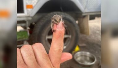 Campers Find A Mystery Baby The Size Of A Fingernail Struggling In The Dirt