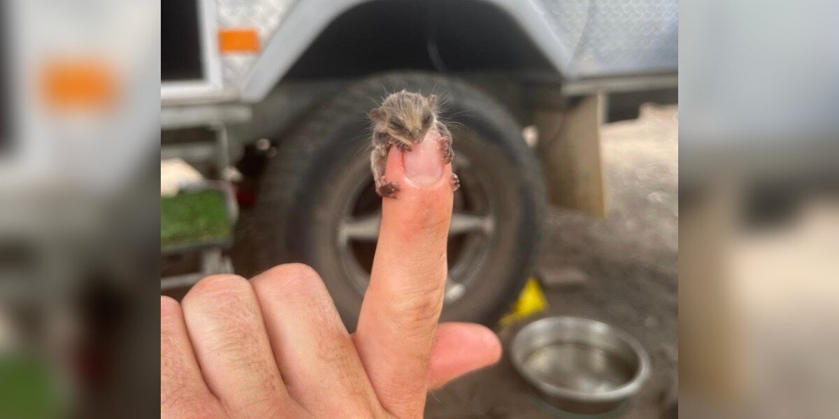 Campers Find A Mystery Baby The Size Of A Fingernail Struggling In The Dirt