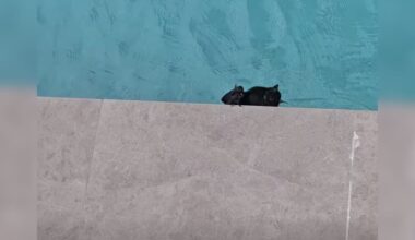 Rescuer Notices Black Blob On Edge Of Pool And Finds 'Exhausted' Wild Animal