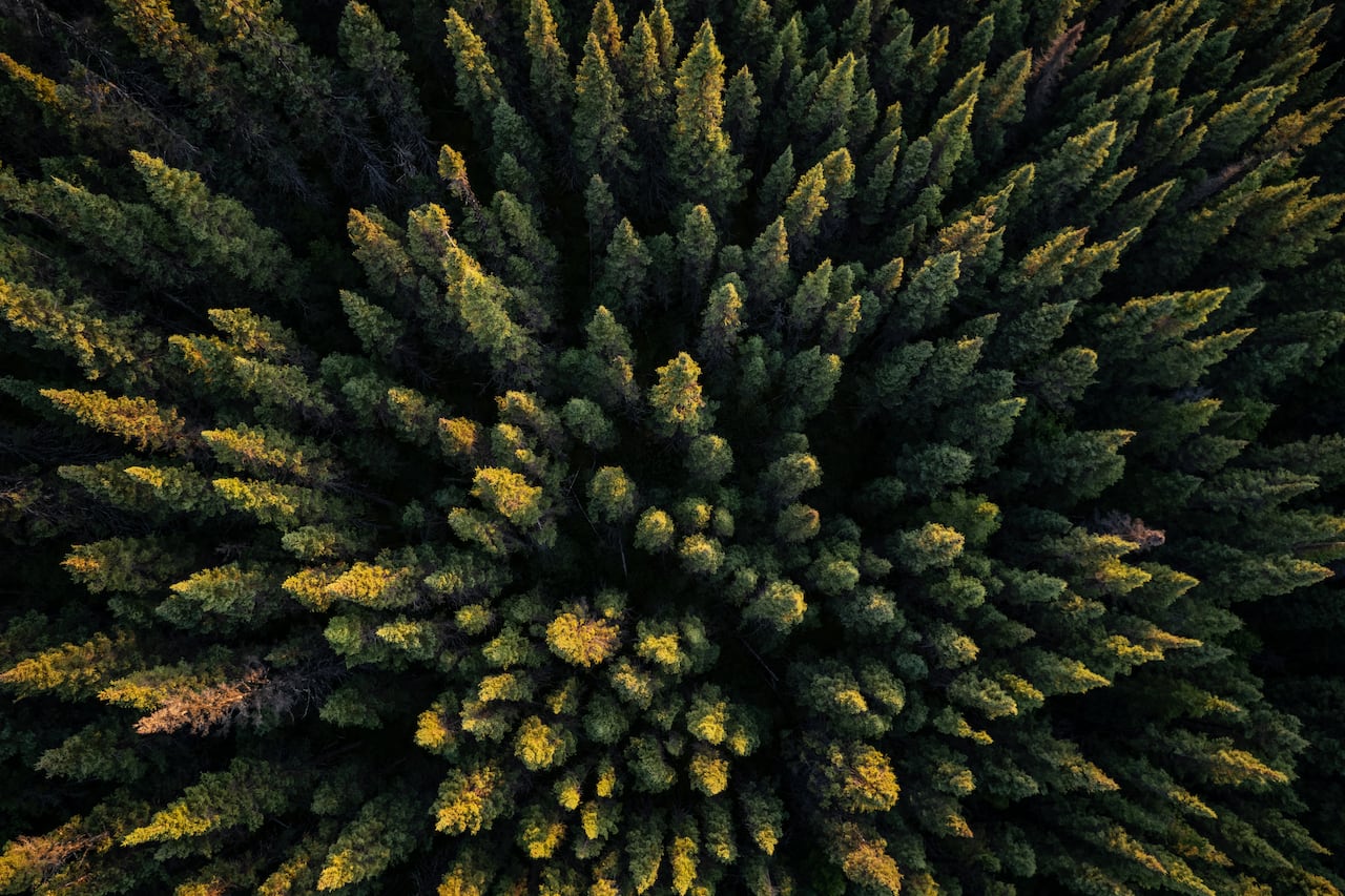 A birds eye view looking down at treetops